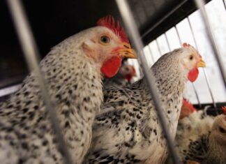 ABD’deki Yumurta Fiyatları, Kuş Gribi Nedeniyle %20 Artabilir